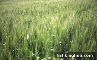 捕鱼王带你玩转走地盘返佣：新人必读的阶梯返佣全解析