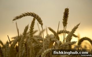 捕鱼王带你深度解析JDB捕鱼返水奖励的获取全攻略